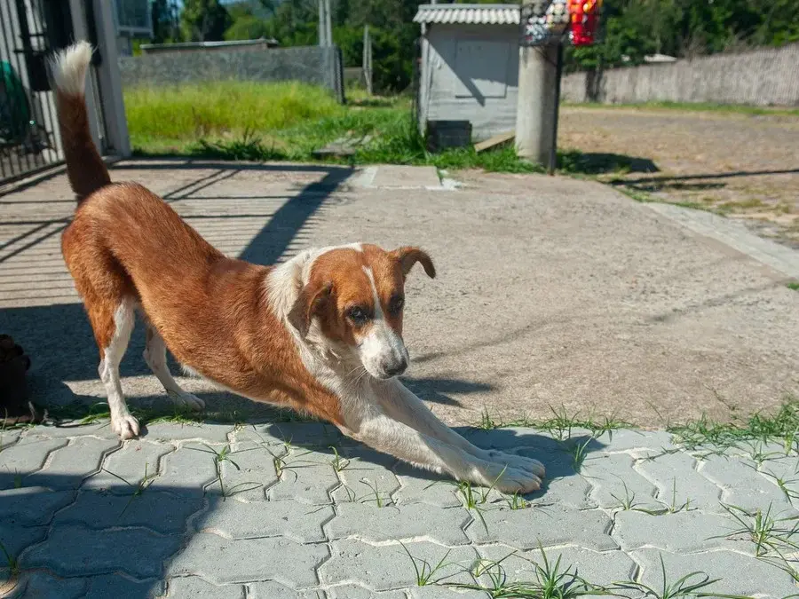 Companheiros de moradores, cães comunitários criam laços com vizinhanças em Porto Alegre