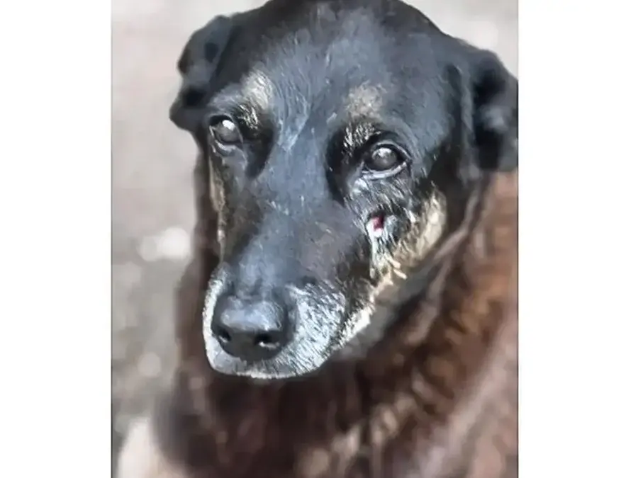 Justiça de SC autoriza exumação do corpo do cão Orelha